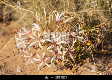 Nerine (Nerine laticoma) . Blooms during the summerly rainy season. Kalahari Desert, Kgalagadi Transfrontier Park, South Africa Stock Photo