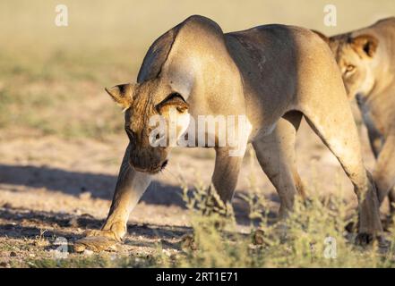 Lion (Panthera leo) . Female. Playing around with a frightened Marsh or Helmeted Terrapin (Pelomedusa subrufa) . Kalahari Desert, Kgalagadi Stock Photo