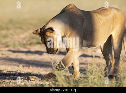 Lion (Panthera leo) . Female. Playing around with a frightened Marsh or Helmeted Terrapin (Pelomedusa subrufa) . Kalahari Desert, Kgalagadi Stock Photo