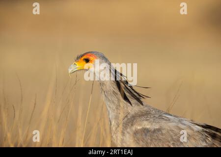 Secretary Bird (Sagittarius serpentarius) . Kalahari Desert, Kgalagadi Transfrontier Park, South Africa Stock Photo