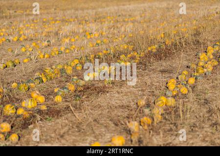 Field with rows of pumpkins ready for the harvest in October Stock Photo