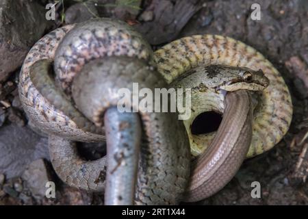 A smooth snake chokes a conquered slow worm in the Dortebach valley near Klotten on the Moselle Stock Photo