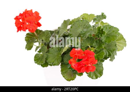 Red geranium blossom in a pot, close up isolated over white background Stock Photo