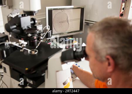 Artificial insemination of a human ovum, Duesseldorf, Germany Stock Photo