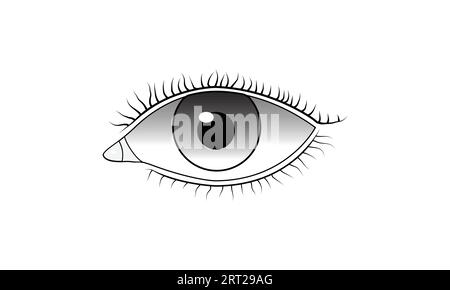 Human eye illustration vector on a white background Stock Vector