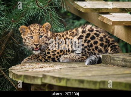 The only surviving critically endangered Amur Leopard cub born in Europe this year takes its first steps into its reserve at the Yorkshire Wildlife Park in Doncaster. Picture date: Sunday September 10, 2023. Stock Photo