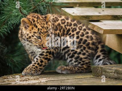 The only surviving critically endangered Amur Leopard cub born in Europe this year takes its first steps into its reserve at the Yorkshire Wildlife Park in Doncaster. Picture date: Sunday September 10, 2023. Stock Photo