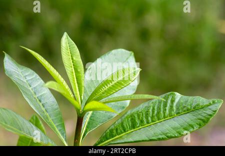 Young Pulai, Alstonia scholaris leaves, commonly called blackboard tree. Natural background. Stock Photo