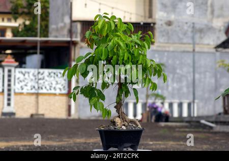 Weeping fig, Ficus benjamina bonsai tree, in the back yard. Stock Photo