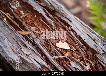 test tube in a field in australia Stock Photo