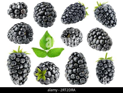 Collection of blackberry fruits with stem and leaf isolated on white background Stock Photo