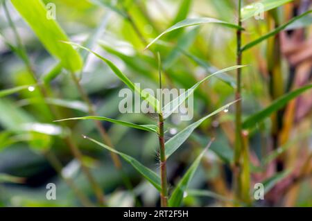 Young bamboo plant, Bambusa sp., in the nursery for natural background. Shallow focus. Stock Photo