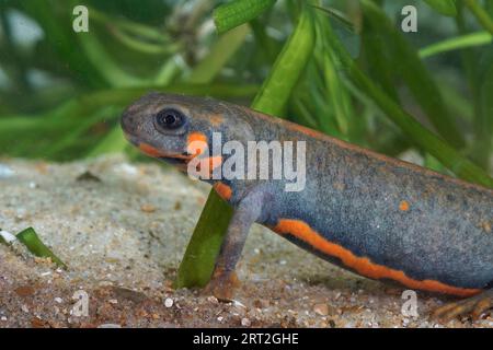 Chinyonge Fish Detailed closeup on a female of the endangered Chuxiong fire-bellied ...