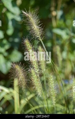 Pennisetum 'Hamelin' grass in a pot in small urban garden Stock Photo