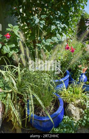 Pennisetum 'Hamelin' grass in a pot in small urban garden Stock Photo