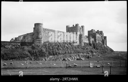 Bamburgh Castle, Bamburgh, Northumberland, 1940-1953. Exterior view of Bamburgh Castle, including the clock tower, keep and the King's Hall, seen from the south west. An external view of the 12th century castle, with a field of livestock in the foreground, seen from the south west. The Clock Tower stands at the northerly end of the curtain wall with the clock face visible. Tracking the wall to the right, there is a partial view of the keep beind the wall, and further right is the King's Hall Stock Photo
