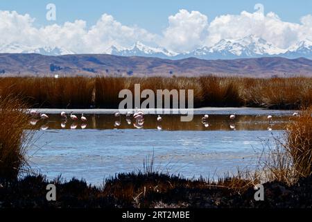 Lake Titicaca, BOLIVIA; September 9th 2023: Chilean flamingos (Phoenicopterus chilensis) feeding next to reed beds in the Inner Lake / Huiñay Marka (the smaller part of Lake Titicaca) near Puerto Guaqui. In the background are the snow capped peaks of the Cordillera Real mountains. In the foreground the old dead totora reeds have been burnt by locals, a regular practive during the dry season to encourage new growth; the ashes mix with the mud as water levels rise with the rainy season. In normal dry seasons this part of the shore would be full of water with no expoosed foreground mud. Stock Photo