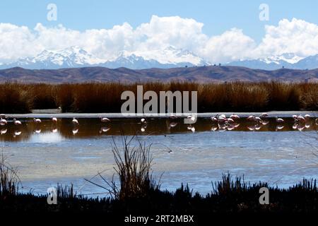 Lake Titicaca, BOLIVIA; September 9th 2023: Chilean flamingos (Phoenicopterus chilensis) feeding next to reed beds in the Inner Lake / Huiñay Marka (the smaller part of Lake Titicaca) near Puerto Guaqui. In the background are the snow capped peaks of the Cordillera Real mountains. In the foreground the old dead totora reeds have been burnt by locals, a regular practive during the dry season to encourage new growth; the ashes mix with the mud as water levels rise with the rainy season. In normal dry seasons this part of the shore would be full of water with no expoosed foreground mud. Stock Photo