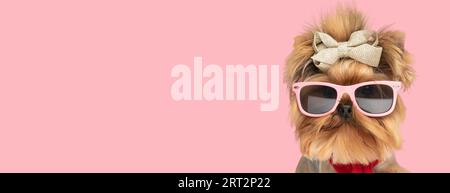 Picture of cute yorkshire terrier dog wearing sunglasses and bowtie in an animal themed photo shoot Stock Photo