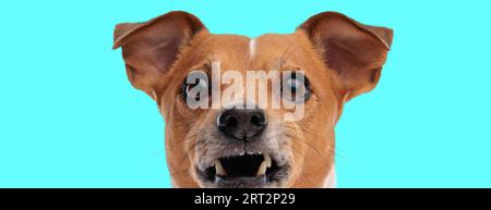 Picture of adorable jack russell terrier dog making vampire teeths in an animal themed photo shoot Stock Photo