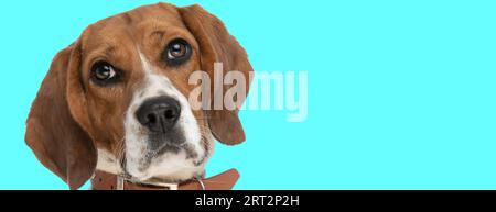 Picture of sweet beagle dog making puppy eyes in an animal themed photo shoot Stock Photo