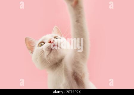 Portrait playful kitten cat looking up playing. Isolated on pink pastel background Stock Photo