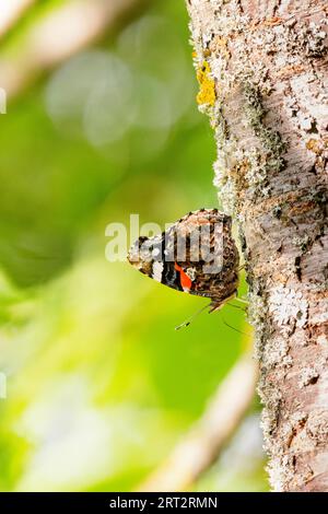 An admiral sits on a tree trunk in the sun in springtime Stock Photo