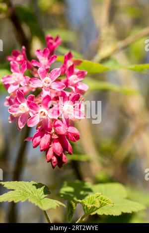 Blood currant with bright red flowers Stock Photo