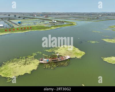 Kunshan, China. 10th Sep, 2023. KUNSHAN, CHINA - SEPTEMBER 10, 2023 - A crab farmer collects excess water grass at a hairy crab breeding area in Kunshan city, Jiangsu province, China, September 10, 2023. It is about half a month from Yangcheng Lake hairy crabs to open nets, hairy crabs are going through the last shell before the market, crab farmers in the breeding area to protect the crab pond, fishing water grass, to ensure the crab breeding yield and income. Credit: NurPhoto SRL/Alamy Live News Stock Photo