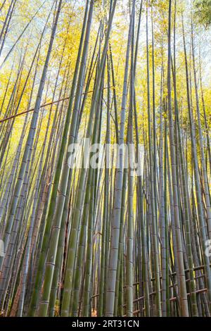 The secret bamboo forest of Fushimi Inari Shrine on a warm spring day near Kyoto Japan Stock Photo