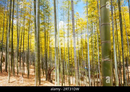 The secret bamboo forest of Fushimi Inari Shrine on a warm spring day near Kyoto Japan Stock Photo