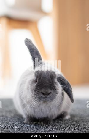 A beautiful grey pet Lop rabbit in a home environment Stock Photo - Alamy