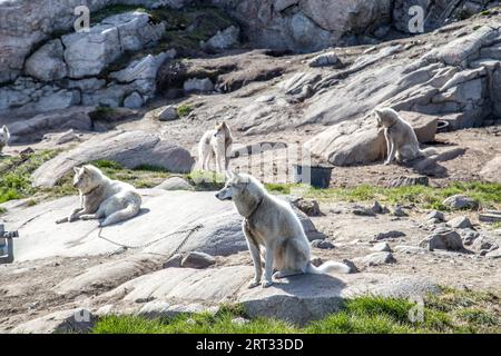 Ilulissat, Greenland, June 30, 2018: Sled dogs chained to the ground. Around 3, 500 sled dogs live in Ilulissat Stock Photo