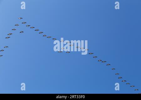 Copenhagen, Denmark, October 11, 2018: A flock of wild geese flying in formation Stock Photo