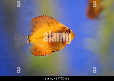 Portrait of a baby discus fish Stock Photo