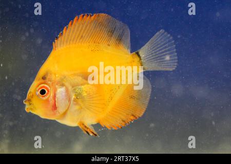 Portrait of a baby discus fish Stock Photo