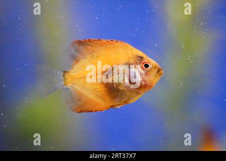 Portrait of a baby discus fish Stock Photo