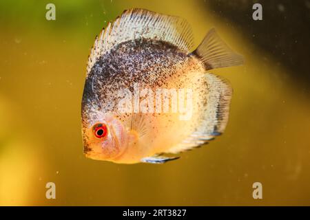 Portrait of a beautiful coloured discus discus cichlid in a blackwater aquarium Stock Photo