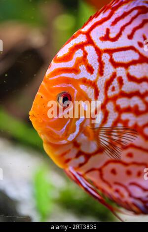 Portrait of a beautiful coloured discus discus cichlid in a blackwater aquarium Stock Photo