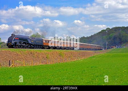 Showing off her sleek lines visiting LNER Class A4 Pacific 4498 Sir Nigel Gresley hauls a period train of Teak Carriages toward Bewdley on the SVR. Stock Photo