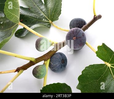 purple figs in front of white background Stock Photo