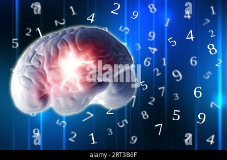 human brain and numbers Stock Photo