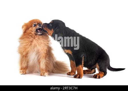 young pomeranian and puppy rottweiler in front of white background Stock Photo