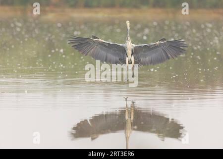 Grey heron Ardea cinerea, adult flying, about to land in water, Minsmere RSPB reserve, Suffolk, England, September Stock Photo
