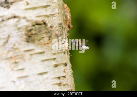 Wood-carving leafcutter bee Megachile ligniseca, adult female flying with pollen attached to under tail, Suffolk, England, August Stock Photo