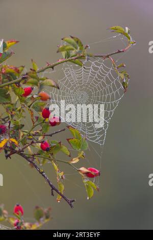 Dew covered spider web on Dog rose Rosa canina, with berries, Norfolk, England, September Stock Photo