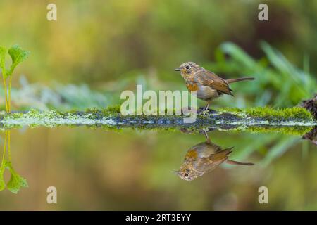 European robin Erithacus rubecula, immature standing at water's edge with reflection, Suffolk, England, August Stock Photo