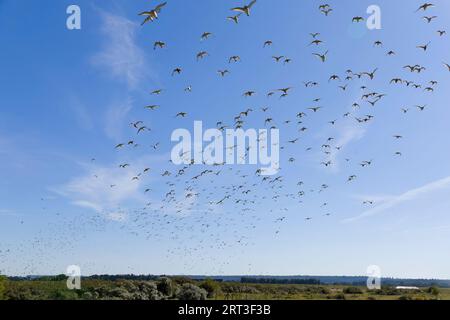 Red knot Calidris canutus, flock flying to feed following roosting at high tide, Snettisham RSPB reserve, Norfolk, England, September Stock Photo