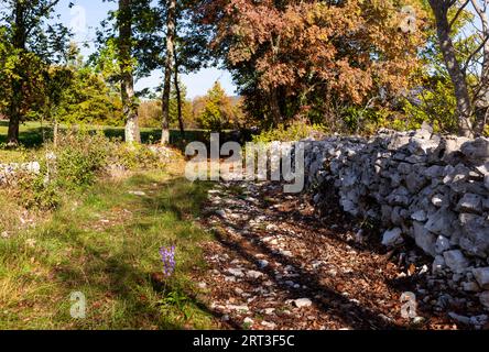 Old Slovenian stone drywall in a wild garden. Called dry wall because the stones are not fixed with mortar but simply overlapped and interlocked Stock Photo