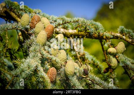Pine Cones In Tree Stock Photo